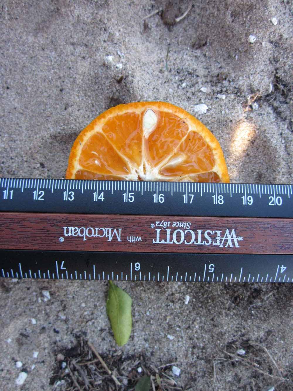              Fruit cross-section (Winter Haven, FL)       